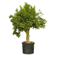 Цитрус Лимон купить