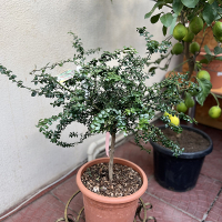 Цитрус Аustralasica (пальчиковый лайм) купить