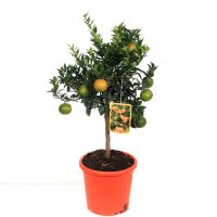 Цитрус Аurantium Chinotto купить
