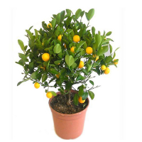 Цитрус Каламондин купить