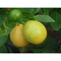 Цитрус Eustis Limonella купить