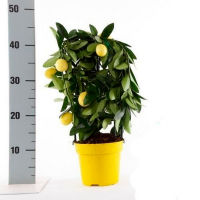 Цитрус Limonum Espalier купить