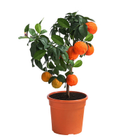 Цитрус Reticulata Clementine купить