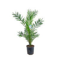 Финик канарский купить