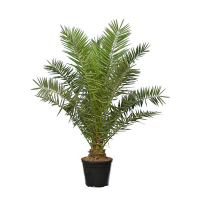 Фоэникс канарский купить