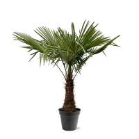 Пальма Trachycarpus Fortunei купить