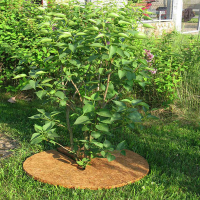 Круг приствольный из кокосового волокна, диаметр 60см купить