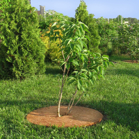 Круг приствольный из кокосового волокна, диаметр 50см купить