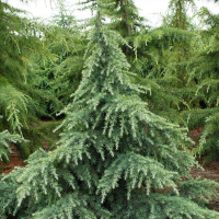 Кедр гималайский Прострейт Бьюти купить