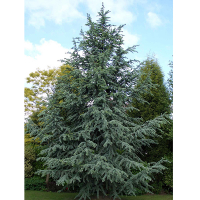 Кедр атлантичний (атласький) Глаука купить