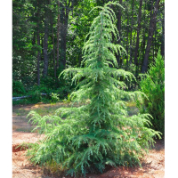 Кедр гималайский (Деодара) купить