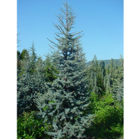 Кедр Атлантика купить