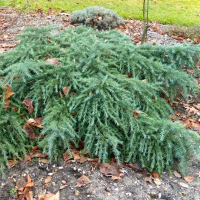 Кедр гималайский (деодара) Филин Блу купить