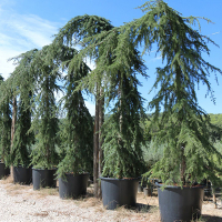 Кедр гімалайський (деодар) пендула купить