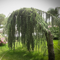 Кедр гималайский (деодара) пендула купить