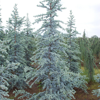 Кедр Атлантика Глаука купить