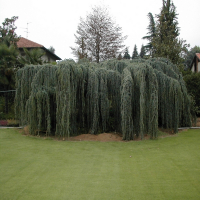 Кедр гімалайський (Деодара) купить