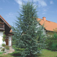 Кедр атлантический Глаука купить