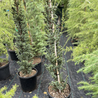 Кедр Атлантика Фастигиата пирамидалис купить