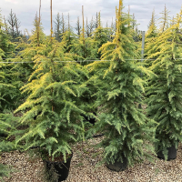 Кедр гималайский Aurea купить