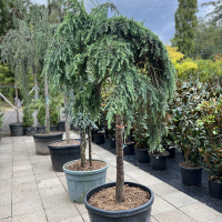 Кедр гімалайський Філін Блу штамб купить