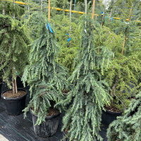 Кедр Гималайский Филин Блу купить