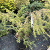 Кедр гималайский Голден Оризон купить