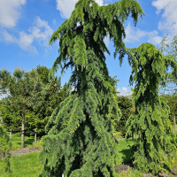 Кедр гималайский пендула купить