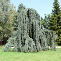 Кедр Атлантика Глаука пендула купить