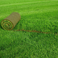 Рулонный газон, м2 без укладки купить