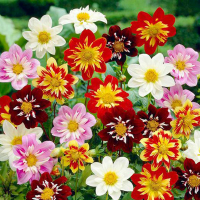 Георгина переменная Данди смесь Seedera, 0,5г купить