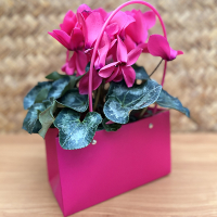 Корзинка из кортона купить