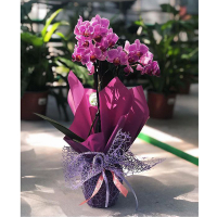 Подарочная упаковка растений 100 купить