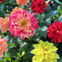 Георгина Лабелла микс купить