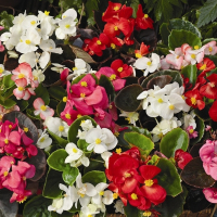 Бегония семперфлеренс микс купить