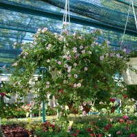 Бакопа микс купить