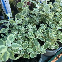 Гелихризум рассада купить