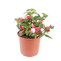 Фуксия купить