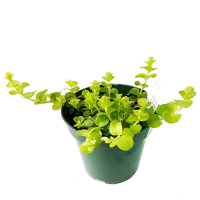 Вербейник монетчатый купить