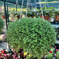 Солейролия купить