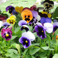 Віола міх купить