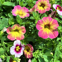 Калібрахоа купить