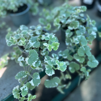 Будра купить