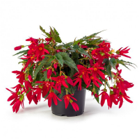 Бегонія Waterfall Encanto купить