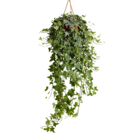 Плющ купить