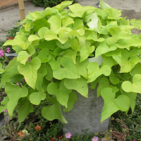 Ипомея купить