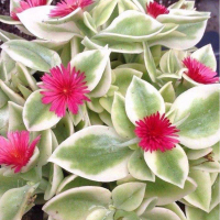Аптения купить