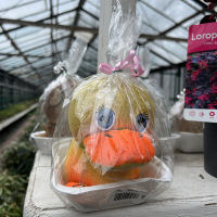 Травянчик Качечка купить