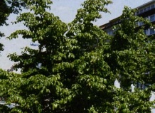 Парротия, железное дерево 