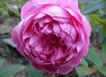 Роза Alan Titchmarsh - описание, виды, фото, уход, содержание, пересадка, вредители, размножение - Роза на Ваш Сад